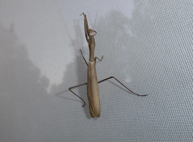 Mantis religiosa - imádkozósáska