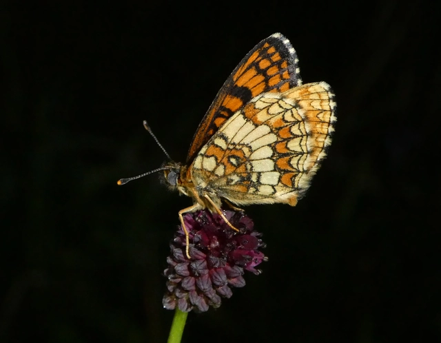 Melitaea athalia - közönséges tarkalepke