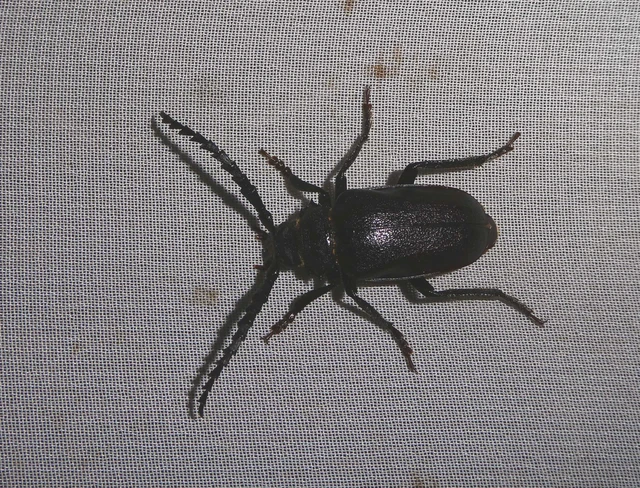 Prionus coriarius - csőszcincér