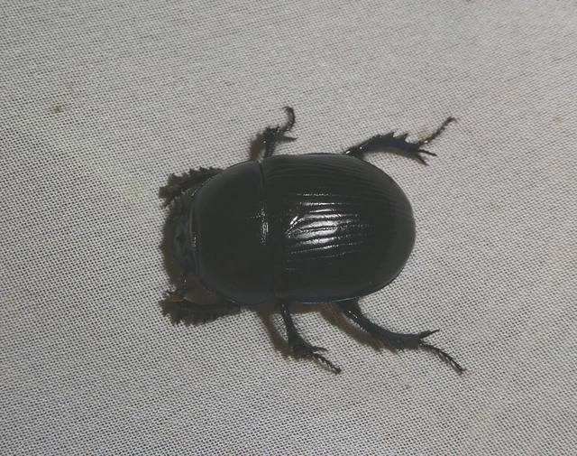 Geotrupes spiniger - közönséges álganéjtúró