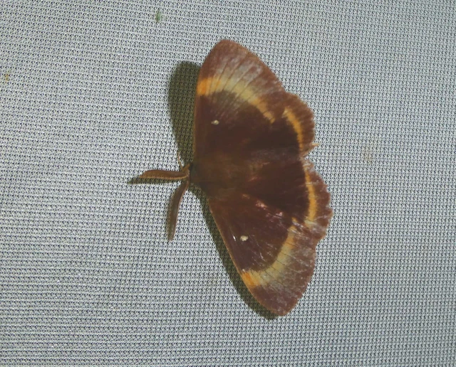 Lasiocampa quercus - tölgyfaszövő