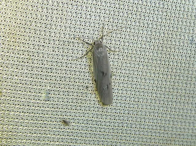 Pelosia muscerda - hamvas zuzmószövő