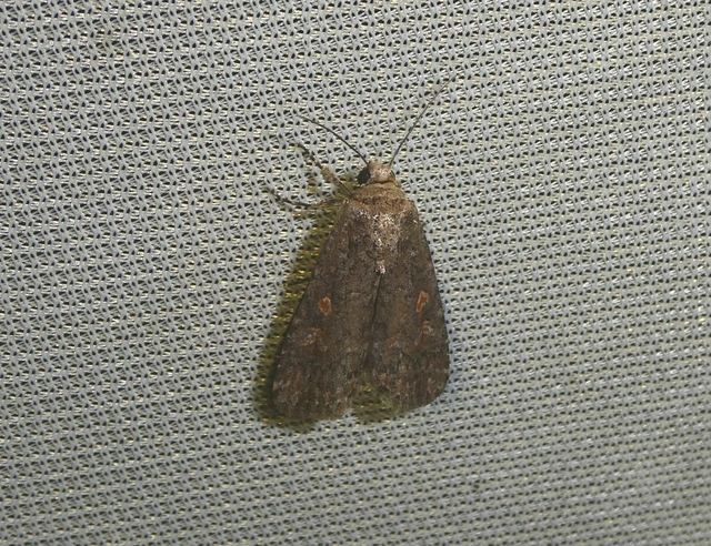 Spodoptera exigua - apró jegyesbagoly