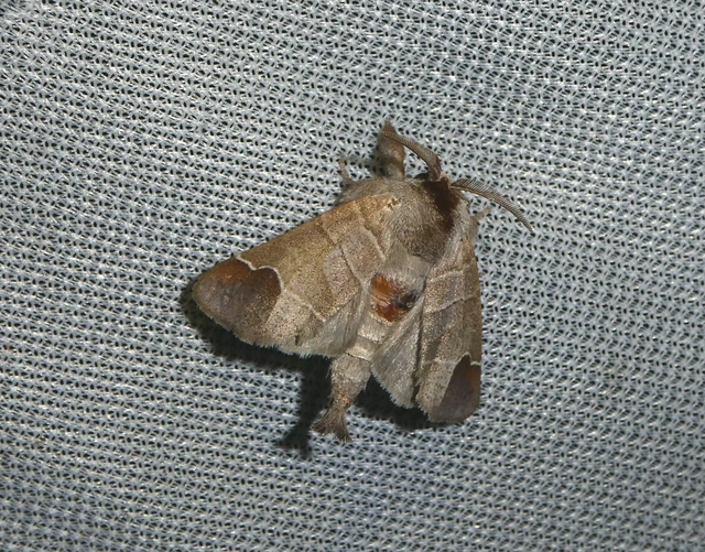 Clostera curtula - rövidszárnyú levélszövő
