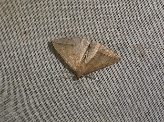 Herminia tenuialis - feketevonalas karcsúbagoly