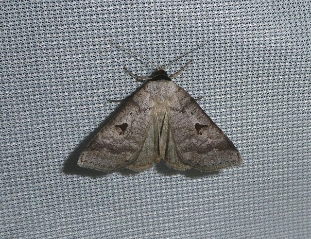 Lygephila pastinum - közönséges csüdfűbagoly