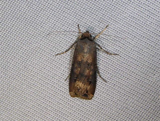 Agrotis ipsilon - nagy földibagoly
