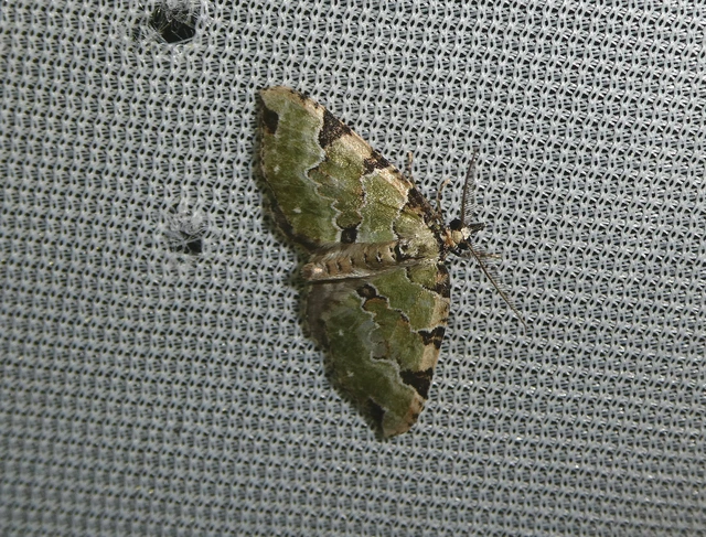 Colostygia pectinataria - zöld levélaraszoló