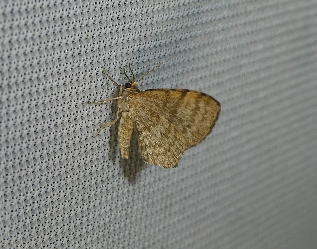 Euchoeca nebulata - barnás égeraraszoló
