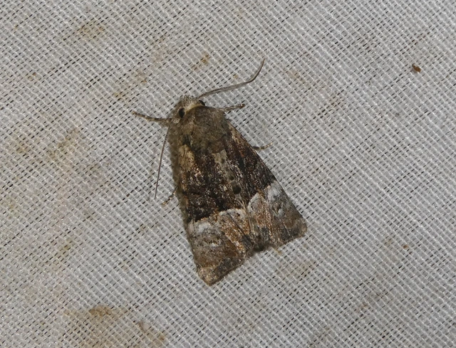 Mesoligia furuncula - kétszínű dudvabagoly