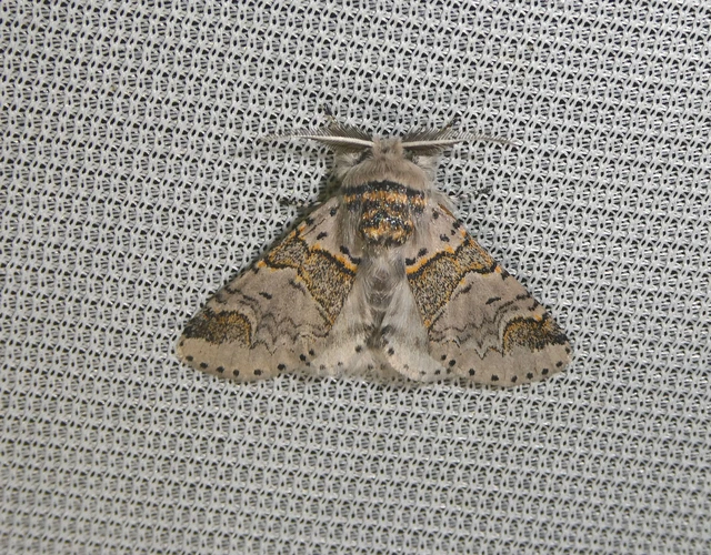 Furcula furcula - szürke púposszövő