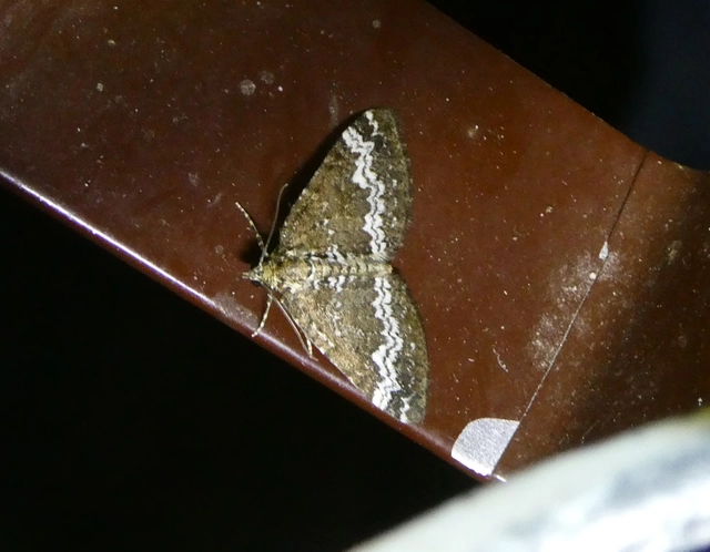 Perizoma alchemillata - árvacsalán-araszoló