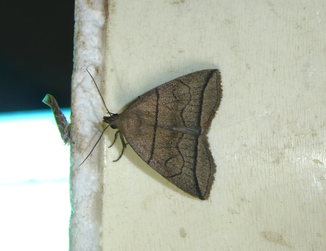 Herminia grisealis - ligeti karcsúbagoly