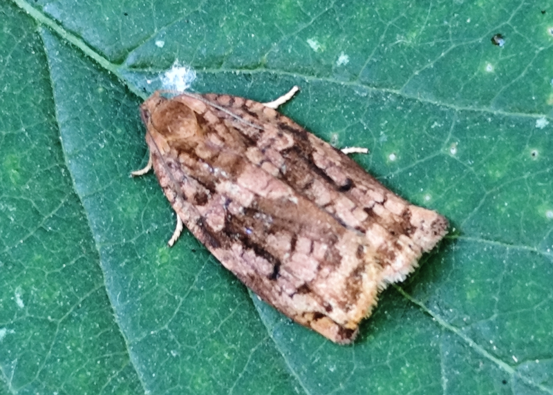 Archips oporana - fenyő-sodrómoly