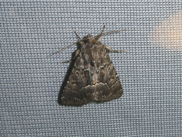 Thalpophila matura - fakó erdeibagoly