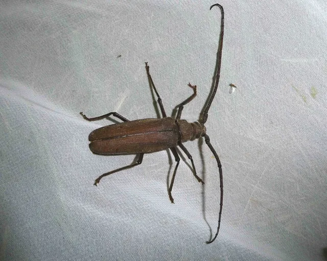 Aegosoma scabricorne - diófacincér