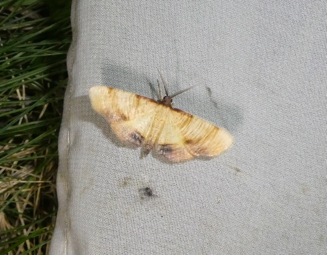 Plagodis dolabraria - baltaszárnyú araszoló