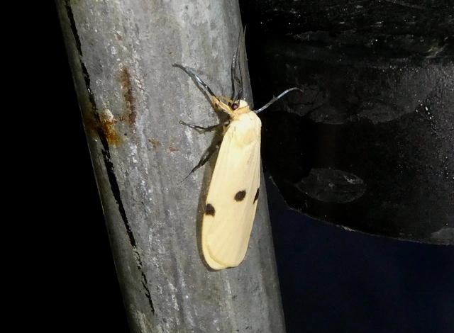 Lithosia quadra - négypettyes zuzmószövő