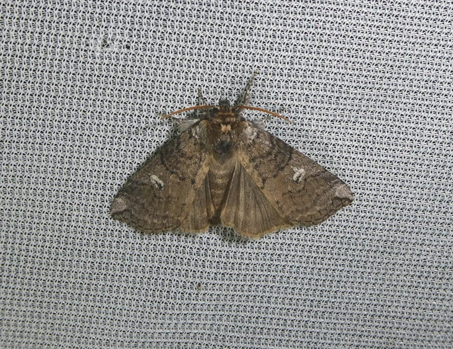 Tethea or - bélyeges pihésszövő