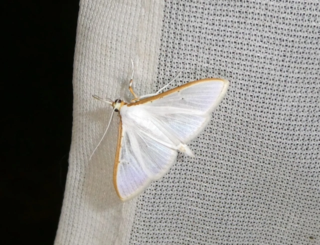 Palpita vitrealis - hófehér tűzmoly