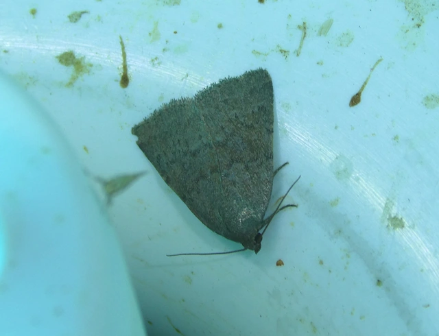 Acosmetia caliginosa - imolabagoly