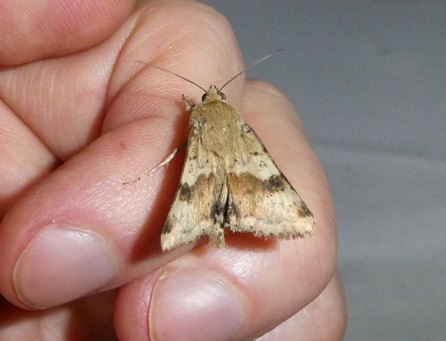 Heliothis viriplaca - mácsonyabagoly