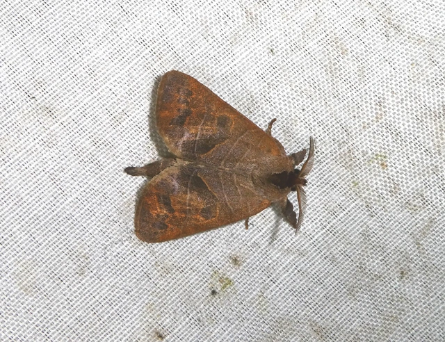 Clostera anastomosis - barna levélszövő