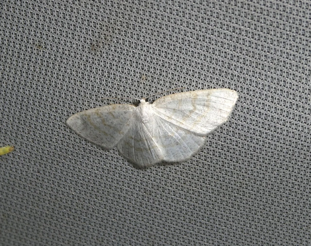 Cabera exanthemata - pettyes égeraraszoló