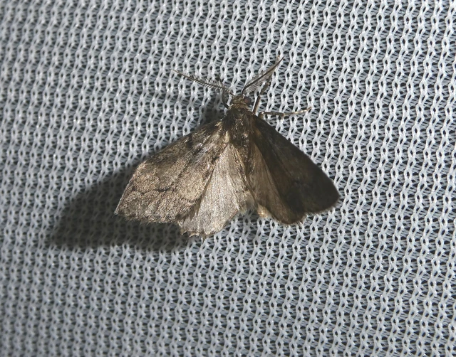 Tephronia sepiaria/Eumannia lepraria