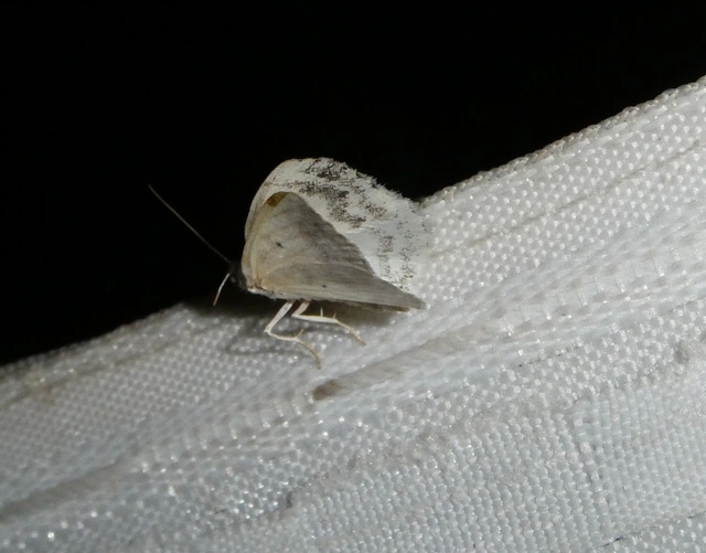 Lomographa temerata - foltos fehéraraszoló