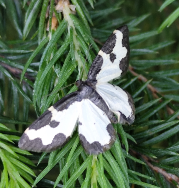 Lomaspilis marginata - szegélyes nyárfaaraszoló