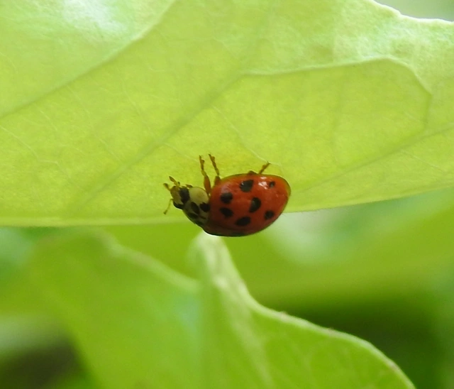 Harmonia axyridis - harlekinkatica