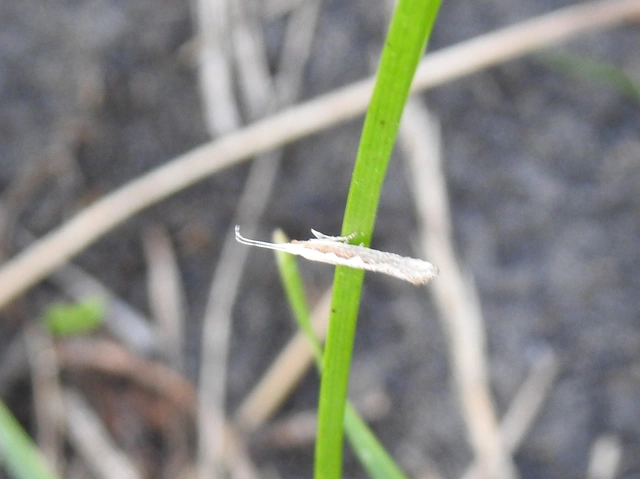 Plutella xylostella - káposztamoly