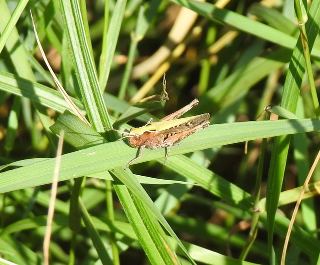 Chorthippus dorsatus - hátas rétisáska