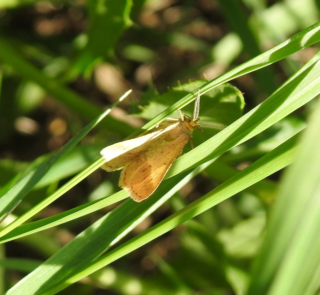 Tephrina arenacearia - lucerna-araszoló