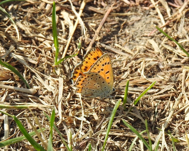 Lycaena thersamon - kis tűzlepke