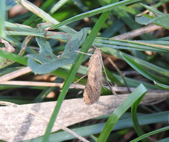 Nomophila noctuella - közönséges vándormoly