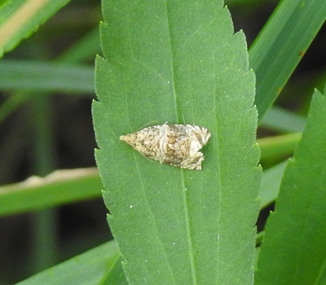 Celypha lacunana - vízparti tükrösmoly