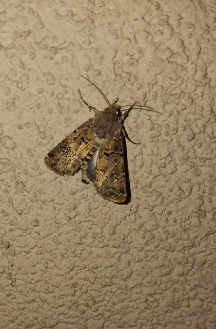 Agrotis bigramma - kétjegyű földibagoly
