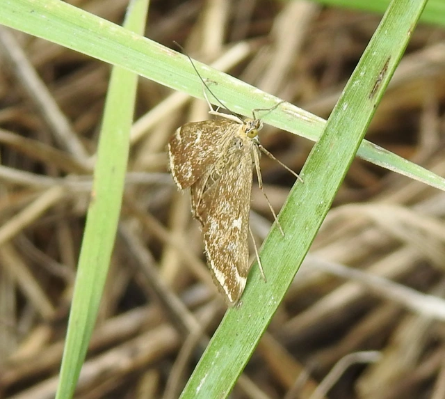 Loxostege sticticalis - muszkamoly