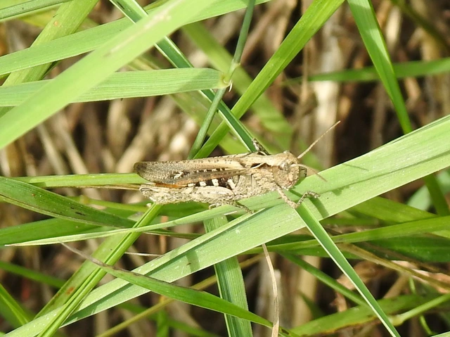 Chorthippus