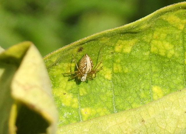 Oxyopes lineatus