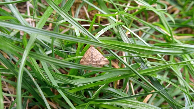 Pyrausta despicata - réti bíbormoly