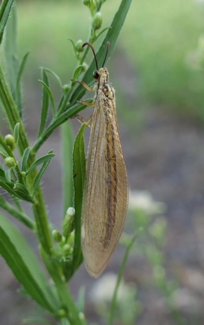 Myrmecaelurus trigrammus - hangyafarkas