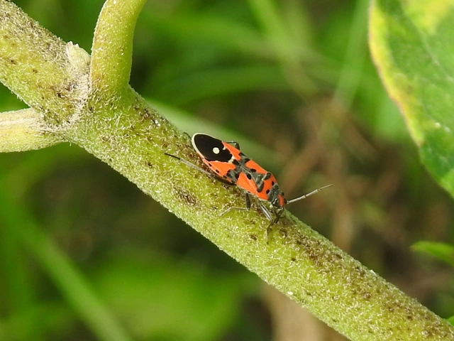 Lygaeus equestris - közönséges lovagbodobács