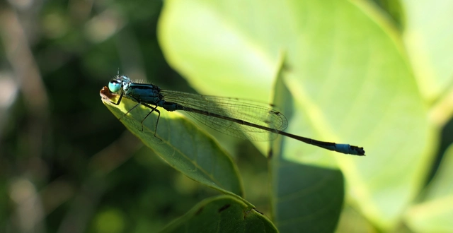 Ischnura elegans pontica - kéköves légivadász