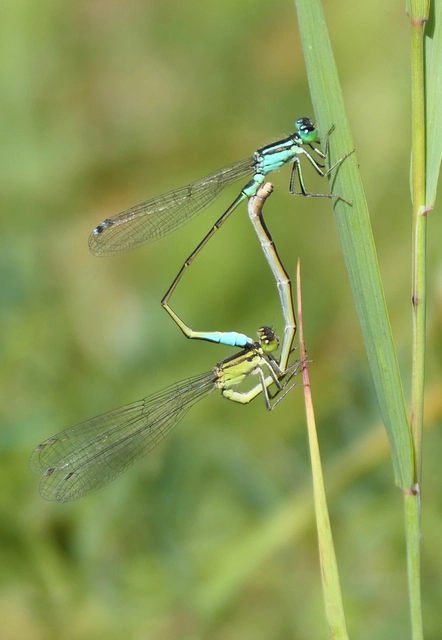 Ischnura elegans pontica - kéköves légivadász