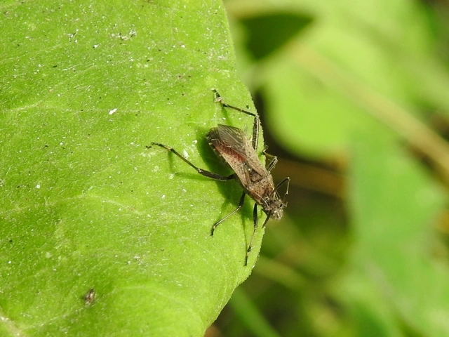 Alydus calcaratus - szőrös tövispoloska