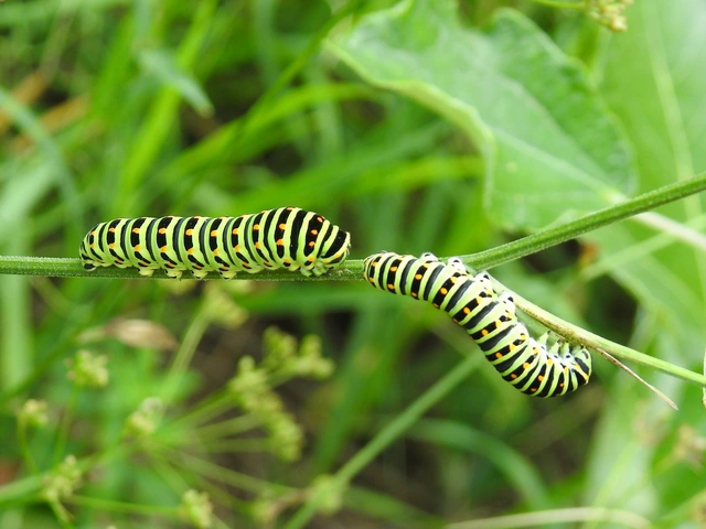 Papilio machaon - fecskefarkú lepke