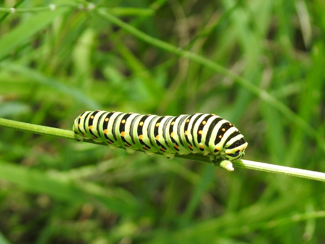 Papilio machaon - fecskefarkú lepke
